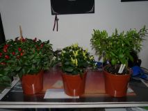 Thanksgiving chillis