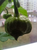 moruga