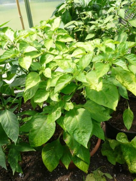 Dorset Naga