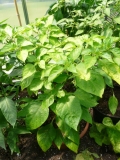 Dorset Naga