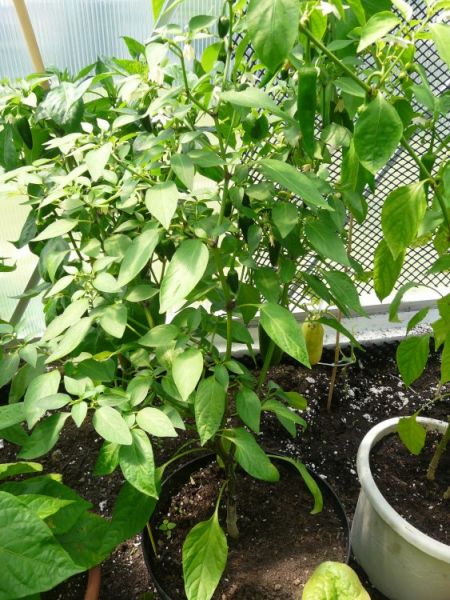 Jalapeno Early