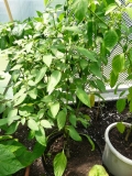 Jalapeno Early