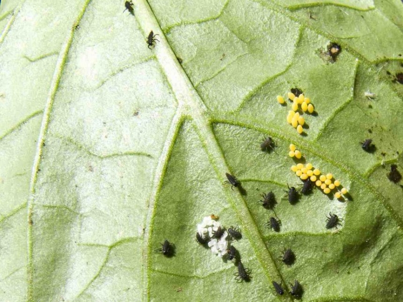 Larva Slunéčka Sedmitečného
