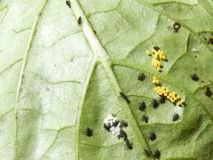 Larva Slunéčka Sedmitečného