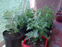 chilli20130617Balkon