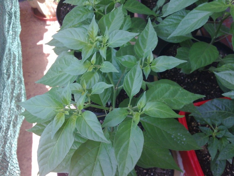 chilli20130617Balkon3