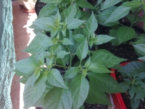 chilli20130617Balkon3