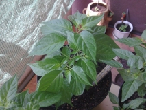 chilli20130617Balkon4