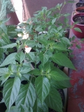 chilli20130617Balkon5