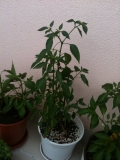 2x chile de arbol