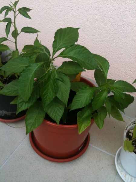 2x chocolate bhut jolokia