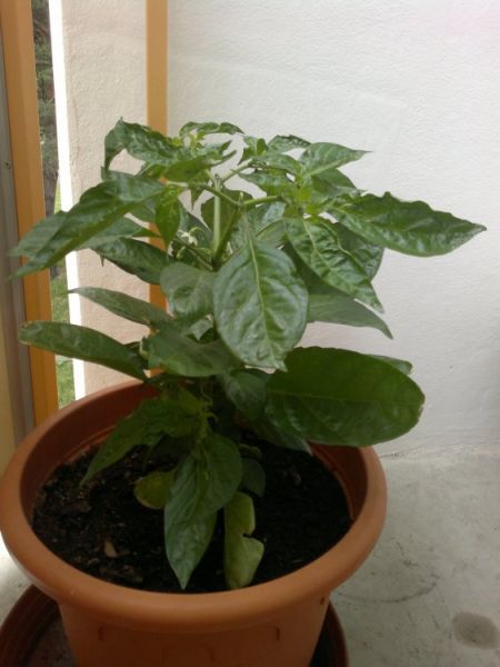 habanero cervene