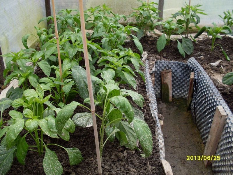 Roman1 chili