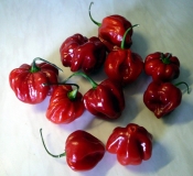 Chilli 01