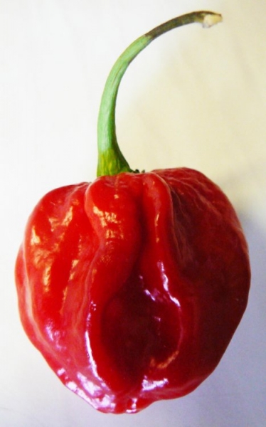 Chilli 02