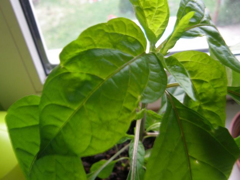 P7031425