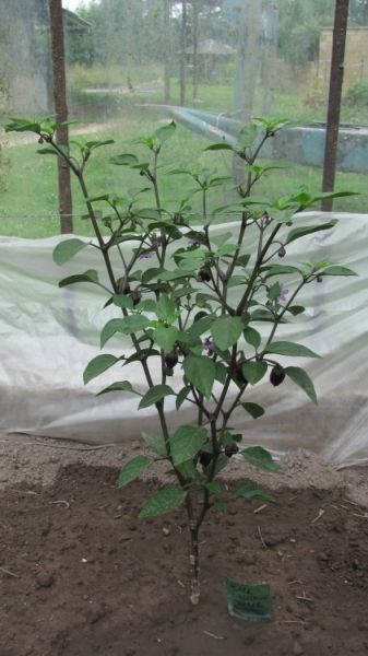 Black scorpion tongue