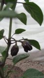 Black scorpion tongue