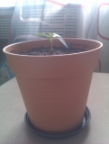 Chilli