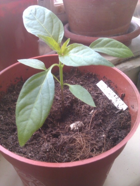 Chilli