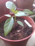 Chilli