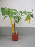 Né moc zdařilí pokus o bonsai - Lemon drop