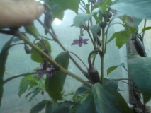 Jalapeno Purple