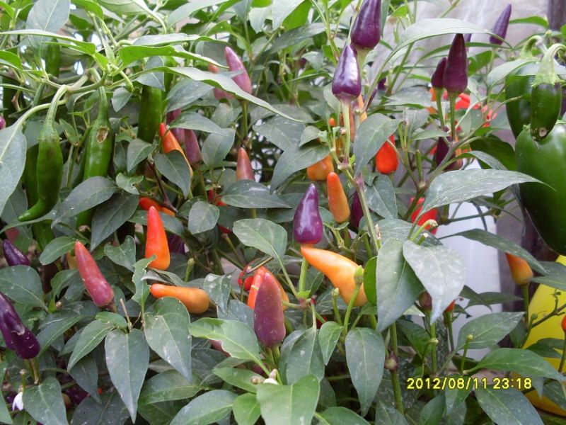 Bolivia rainbow 2012