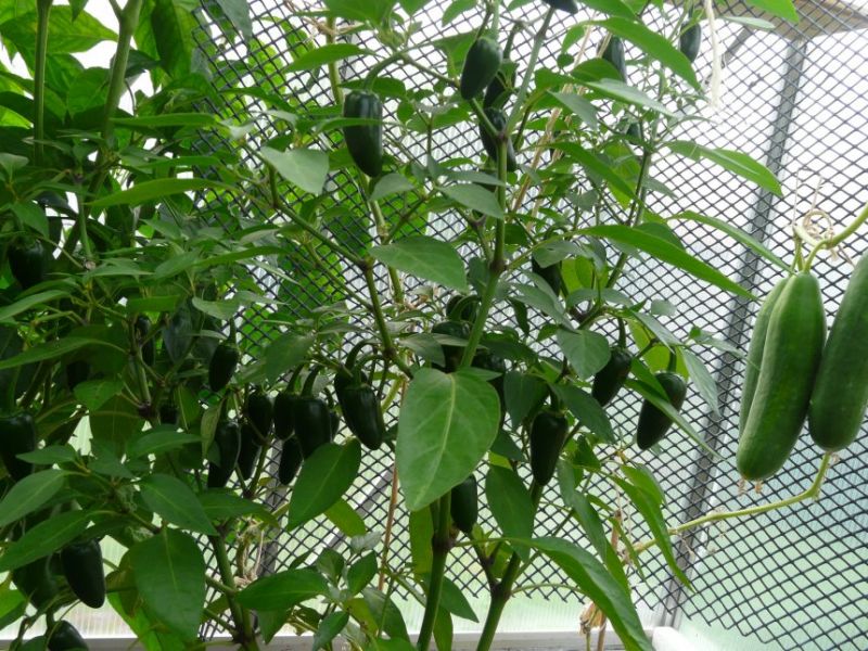Jalapeno Early