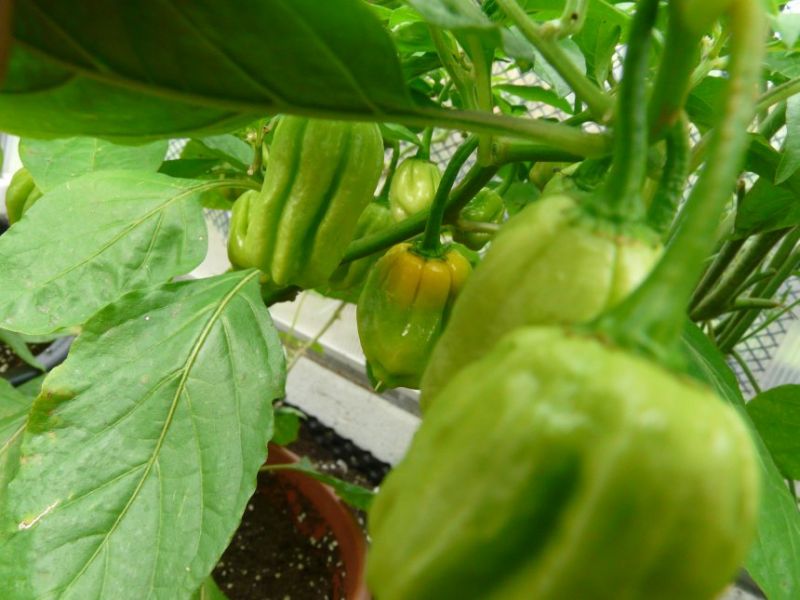 Habanero