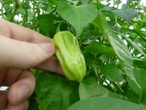 Dorset Naga