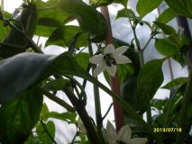 chili květ jalapeno 2013