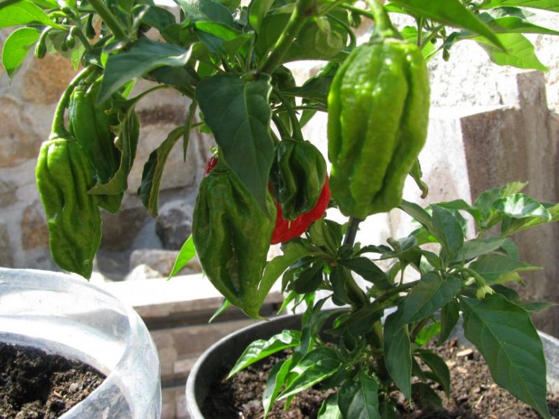 Congo Trinidad