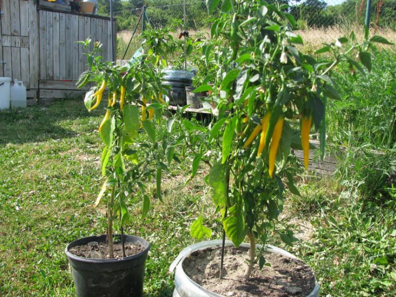 Thai Yellow