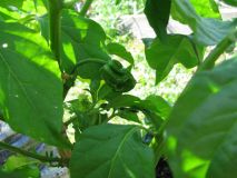 TRINIDAD SCORPION BUTCH - T   detail