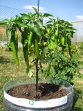 CAYENNE RED