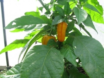 HABANERO YELLOW - DETAIL