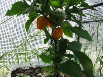 HABANERO YELLOW - DETAIL