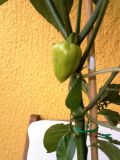 FATALII WHITE 2