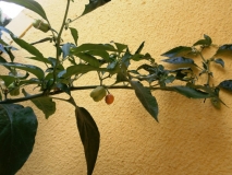 BHUT JOLOKIA PEACH 2