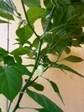 BHUT JOLOKIA WHITE 2