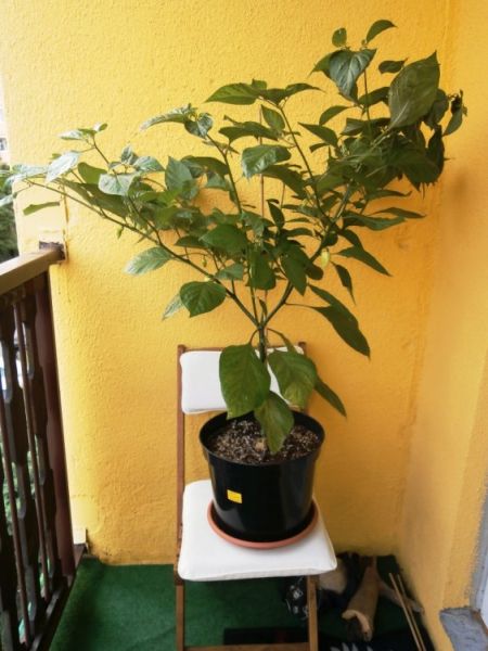 BHUT JOLOKIA WHITE 1