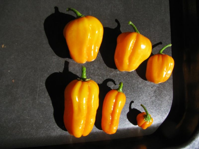 Habanero Yellow