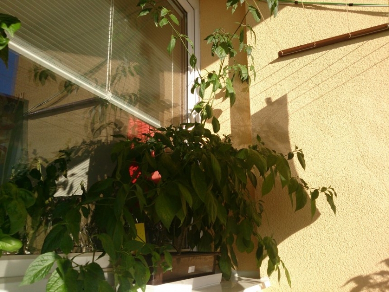 DSC 0193