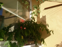 DSC 0193
