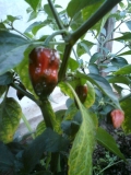 Dorset Naga is comming