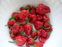 Jamaican Red Hot, Scotch Bonnet, 2013