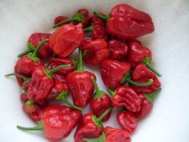 Jamaican Red Hot, Scotch Bonnet, 2013