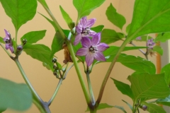 04