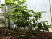 moruga1